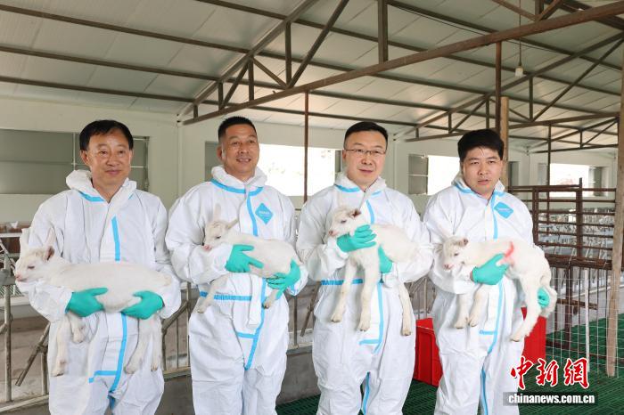 中国首次成功批量克隆超高产奶山羊