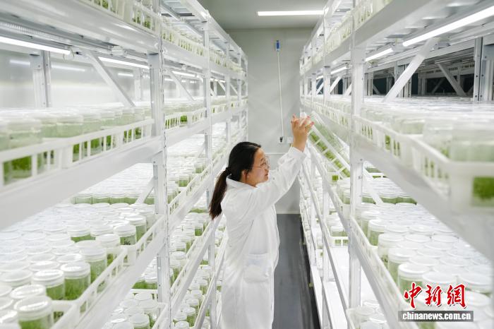 蓝莓价格走低 国产品种研发多点推进