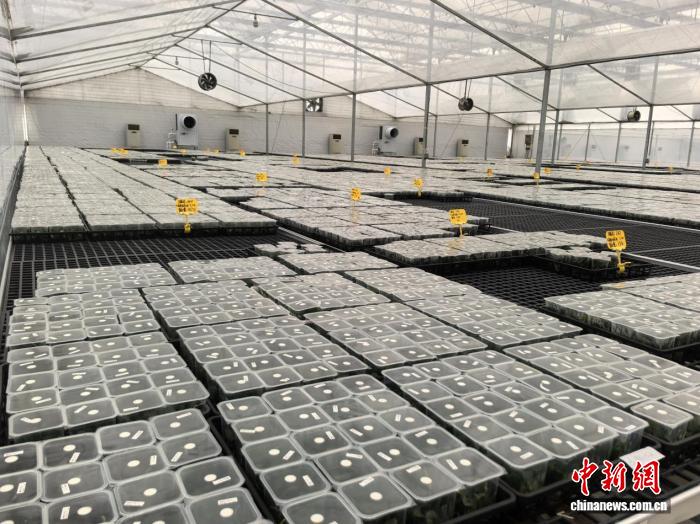 粤北韶关8.8万株蝴蝶兰组培苗首次自主出