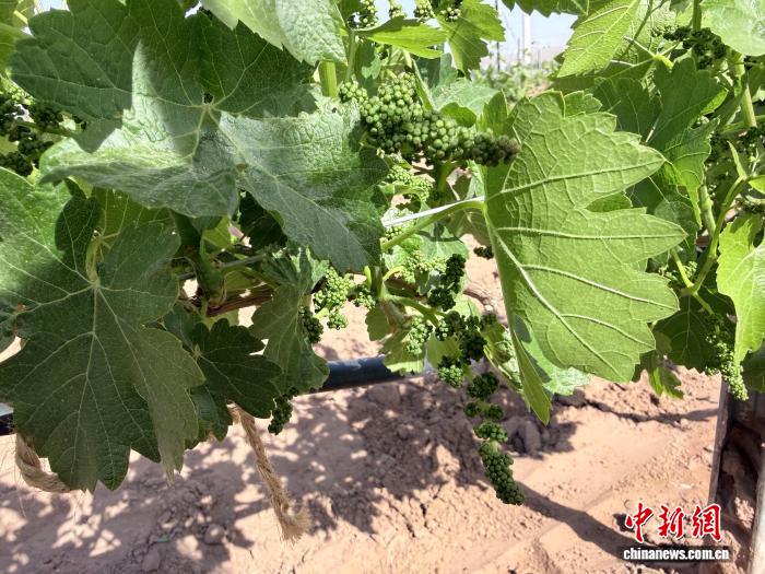 宁夏青铜峡15.3万亩酿酒葡萄进入抹芽关