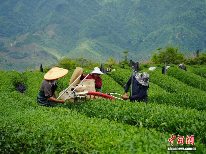 （乡村行·看振兴）贵州德江高山茶园：一季