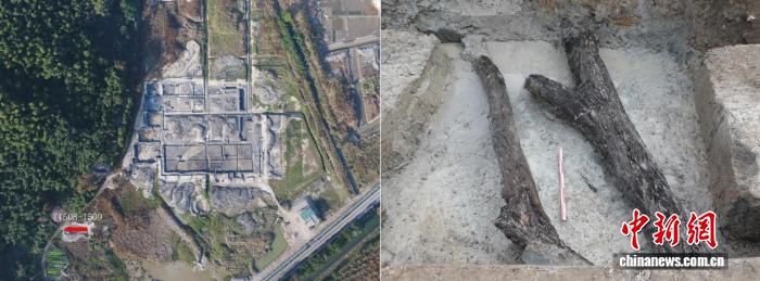 科技考古研究：良渚文化时期遗存发现中国最早杨梅古树(图2)