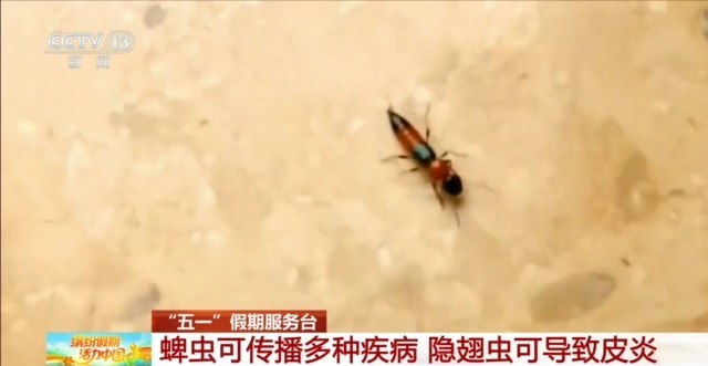 红火蚁、蜱虫、隐翅虫 户外游玩要警惕“不