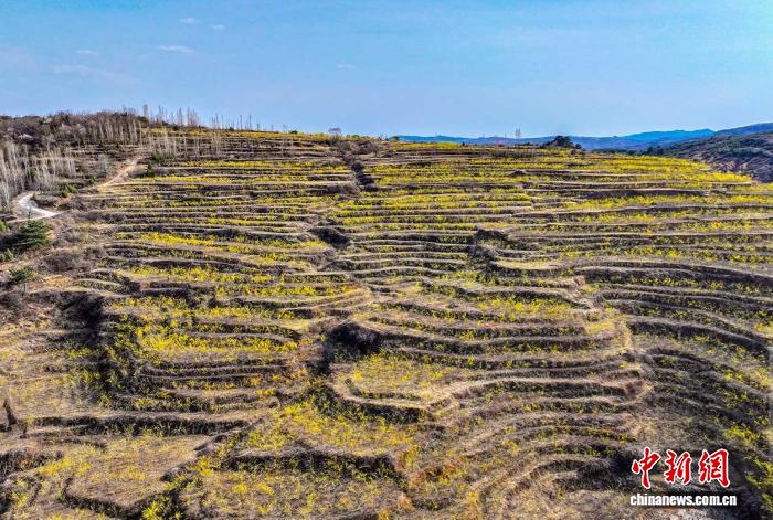 山西晋城解锁健康新范式：守正创新中医药 