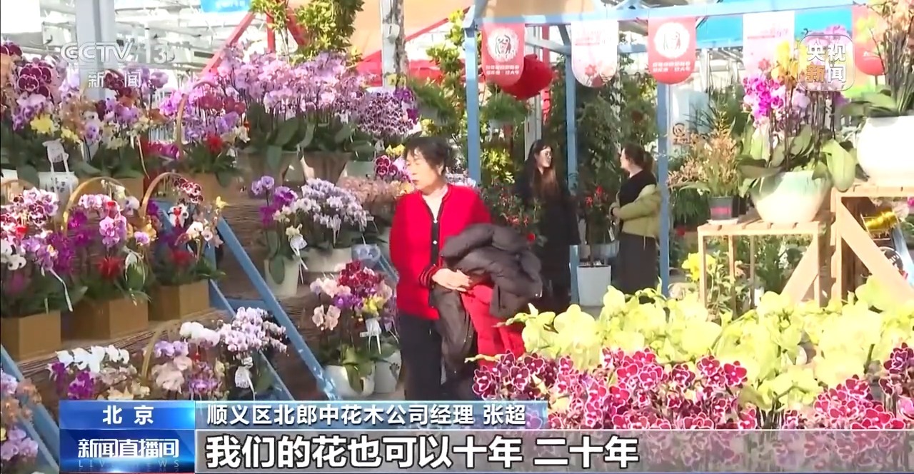 不只蝴蝶兰 北京年宵花市场“上新” 市民选购清单有了新选择(图5)