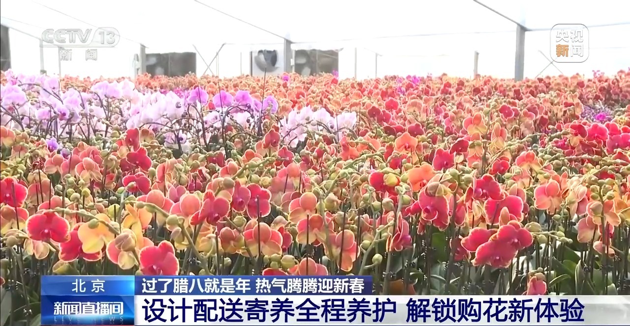 不只蝴蝶兰 北京年宵花市场“上新” 市民选购清单有了新选择(图4)