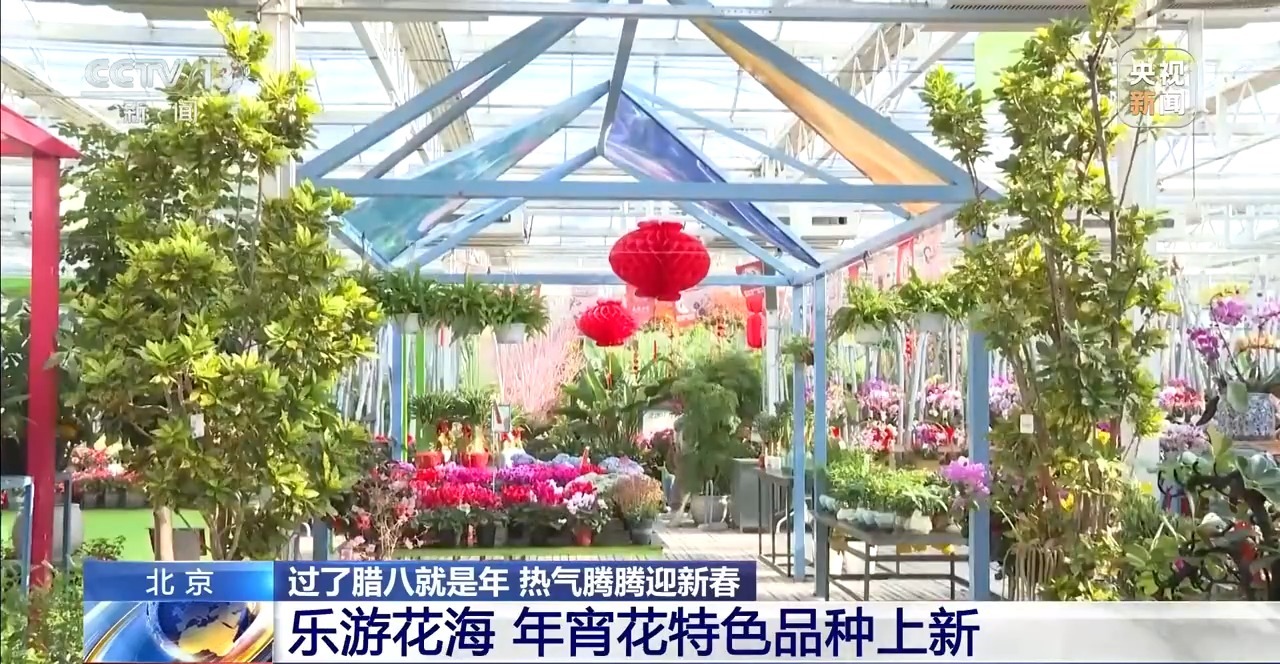 不只蝴蝶兰 北京年宵花市场“上新” 市民选购清单有了新选择(图1)