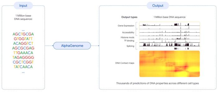 国际最新研发深度学习模型：可预测DNA变异影响助力开发新疗法