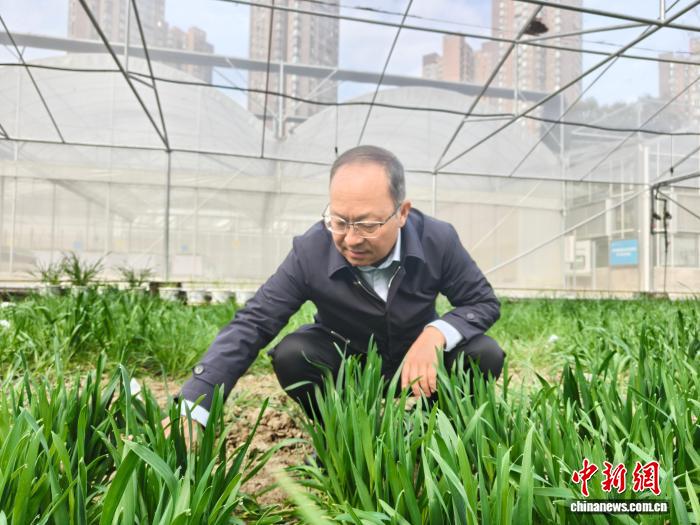 （全国两会）全国人大代表杨武云：加快人工智能在农业领域深度应用