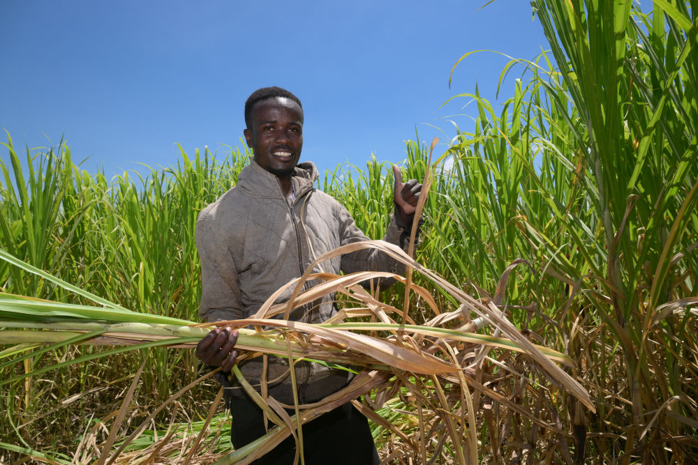 特稿|同心七十载 聚力新未来——中非携手共逐发展振兴梦(图4) 特稿|同心七十载 聚力新未来——中非携手共逐发展振兴梦(图4)