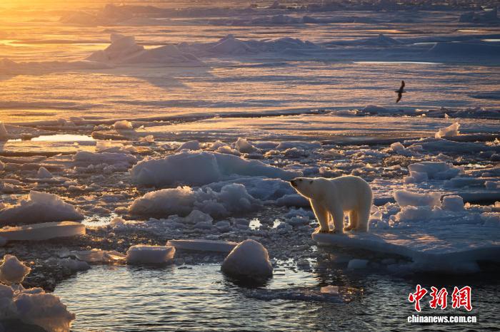 挪威斯瓦尔巴北极熊种群何以在海冰流失下保持稳定?最新研究揭秘(图2) 挪威斯瓦尔巴北极熊种群何以在海冰流失下保持稳定?最新研究揭秘(图2)
