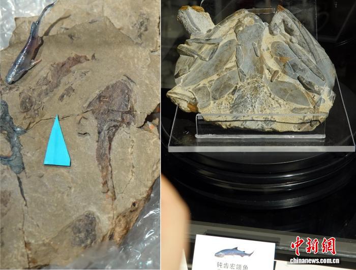 中国团队“软硬兼施”探源“从鱼到人” 实证华南为“东方摇篮”(图3)