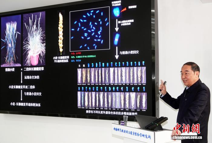 打造粮食安全“中国芯” 中国科学院种子专项取得全链条突破(图2) 打造粮食安全“中国芯” 中国科学院种子专项取得全链条突破(图2)