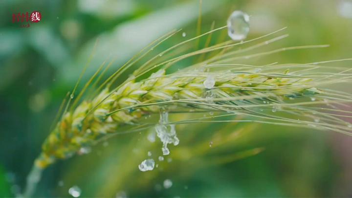 经纬线·写进中央一号文件的“菜篮子”，如何守护热气腾腾的中国？