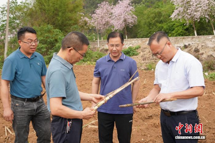 （全国两会）吴国军代表：打造仫佬族文化“活态窗口” 让民族瑰宝自信表达(图1)