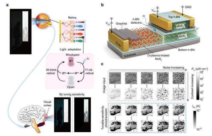 中国团队成功研发新型光电晶体管 实现复杂光照条件下高效探测(图1)
