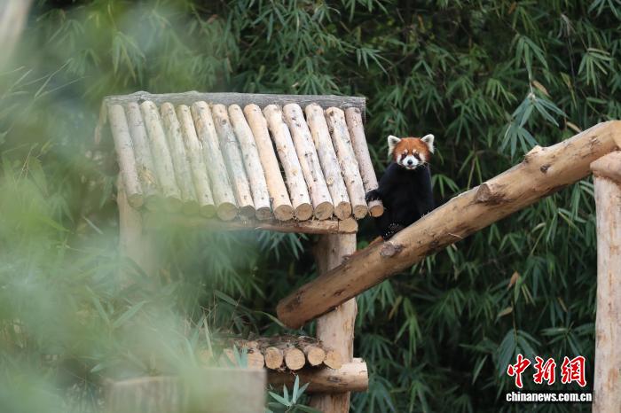 成都大熊猫繁育研究基地小熊猫生态放养区正式开放(图1)