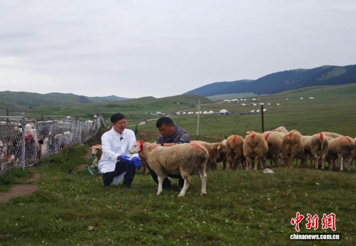 “羊博士”刘明军:实现绵羊种业自立自强(图1) “羊博士”刘明军:实现绵羊种业自立自强(图1)