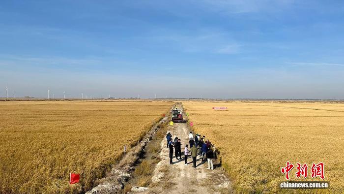 全国性苏打盐碱地水田改造利用行业标准今年实施(图1)