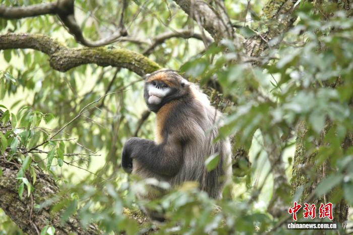 贵州：“生态赎买”护佑“世界独生子”