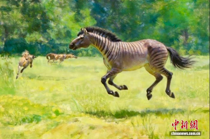 200万年前长鼻三趾马为何有长鼻？研究揭示用于高速奔跑供氧散热