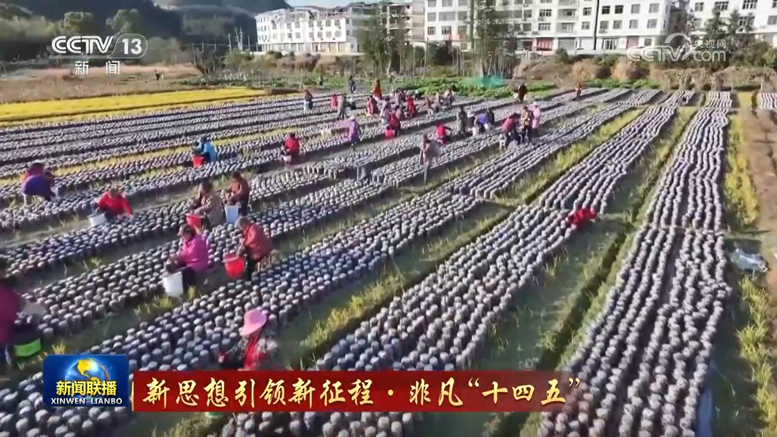 【新思想引领新征程·非凡“十四五”】持续巩固拓展脱贫攻坚成果 扎实推进乡村全面振兴(图4)