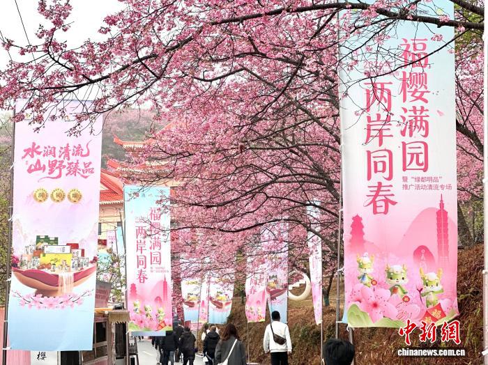 2026海峡两岸(清流)樱花文化季开启“花”漾篇章(图2) 2026海峡两岸(清流)樱花文化季开启“花”漾篇章(图2)