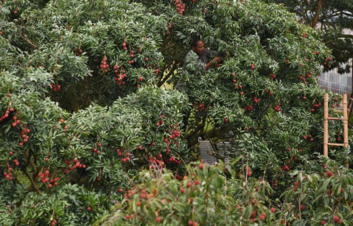 习近平总书记引领中国从脱贫攻坚迈向乡村全面振兴(图8) 习近平总书记引领中国从脱贫攻坚迈向乡村全面振兴(图8)