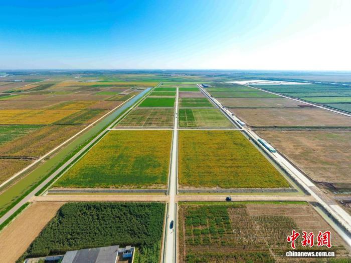 山东省政协常委张建：建设盐生植物“特区”，催生盐碱地新产业(图2)