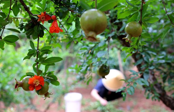 习近平总书记引领中国从脱贫攻坚迈向乡村全面振兴(图9) 习近平总书记引领中国从脱贫攻坚迈向乡村全面振兴(图9)