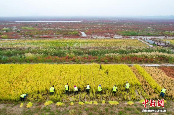 天津两会观察：津城乡村振兴新画卷，聚焦农业增效与乡村活力
