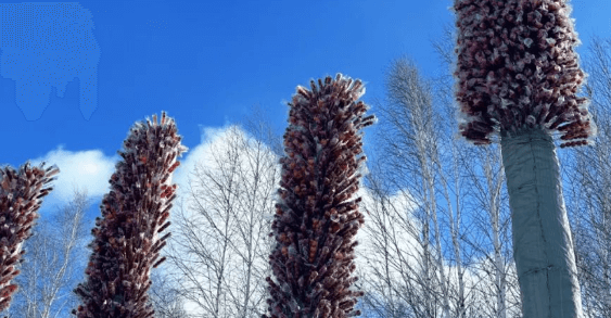 甜度爆表！牙克石11米巨型糖葫芦树引全民打卡，免费畅吃带火小城冬日文旅(图1)