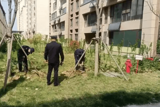 为树“维权”暖爆全网！成都网友拨打12345，24小时为行道树松绑引百万点赞(图1)